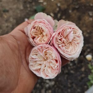 Роза - чаен хибрид 259